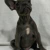 French Bulldog  puppies photo 5