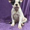 French Bulldog  puppies photo 11