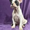 French Bulldog  puppies photo 12
