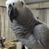 Gorgeous African Grey Birds family friend photo 1