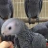 Beautiful  African Grey Parrots with cage photo 1