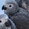 Talking  African Grey Parrots for Christmas photo 3