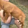 Dogue de Bordeaux puppies photo 1