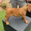 Dogue de Bordeaux puppies photo 2