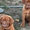 Dogue de Bordeaux puppies photo 3