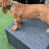 Dogue de Bordeaux puppies photo 4