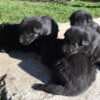 Black German Shepherd  puppies photo 1