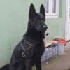 Black German Shepherd  puppies photo 2