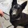 Black German Shepherd  puppies photo 4