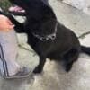 Black German Shepherd  puppies photo 8
