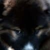 Caucasian Shepherd puppies photo 1