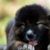 Caucasian Shepherd puppies photo 2