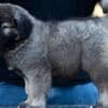 Caucasian Shepherd puppies photo 3
