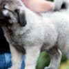 Caucasian Shepherd puppies photo 5