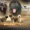 Caucasian Shepherd puppies photo 8