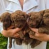 TOY Red Poodles - puppies for sale photo 1
