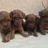 TOY Red Poodles - puppies for sale photo 2