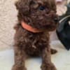 TOY Red Poodles - puppies for sale photo 3