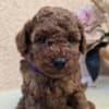 TOY Red Poodles - puppies for sale photo 4