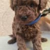 TOY Red Poodles - puppies for sale photo 5