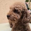 TOY Red Poodles - puppies for sale photo 7