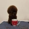 TOY Red Poodles - puppies for sale photo 8