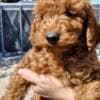 Miniature Poodle puppies photo 1