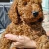Miniature Poodle puppies photo 2