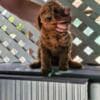 Miniature Poodle puppies photo 3