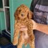 Miniature Poodle puppies photo 4
