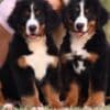 Bernese Mountain puppies photo 1