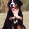 Bernese Mountain puppies photo 3