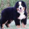 Bernese Mountain puppies photo 5