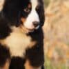 Bernese Mountain puppies photo 6