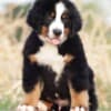 Bernese Mountain puppies photo 7