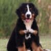 Bernese Mountain puppies photo 8