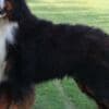 Bernese Mountain puppies photo 9