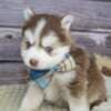 Siberian Huskies looking for new home?? photo 3