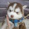 Siberian Huskies looking for new home?? photo 4