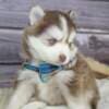 Siberian Huskies looking for new home?? photo 5
