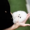 CUTE POMERANIAN PUPPY MALE photo 1