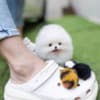 CUTE POMERANIAN PUPPY MALE photo 2