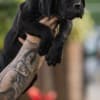Cane Corso puppies photo 1