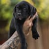 Cane Corso puppies photo 2