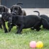 Cane Corso puppies photo 3