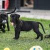Cane Corso puppies photo 4