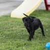 Cane Corso puppies photo 5