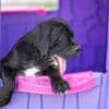 Cane Corso puppies photo 6