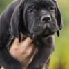 Cane Corso puppies photo 7