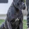 Cane Corso puppies photo 8